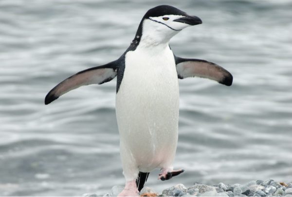 Chinstrap Penguin
