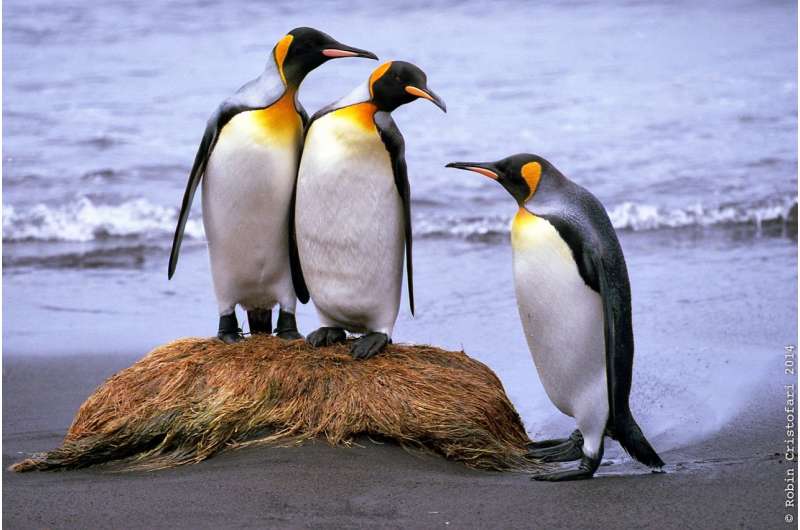 King Penguin