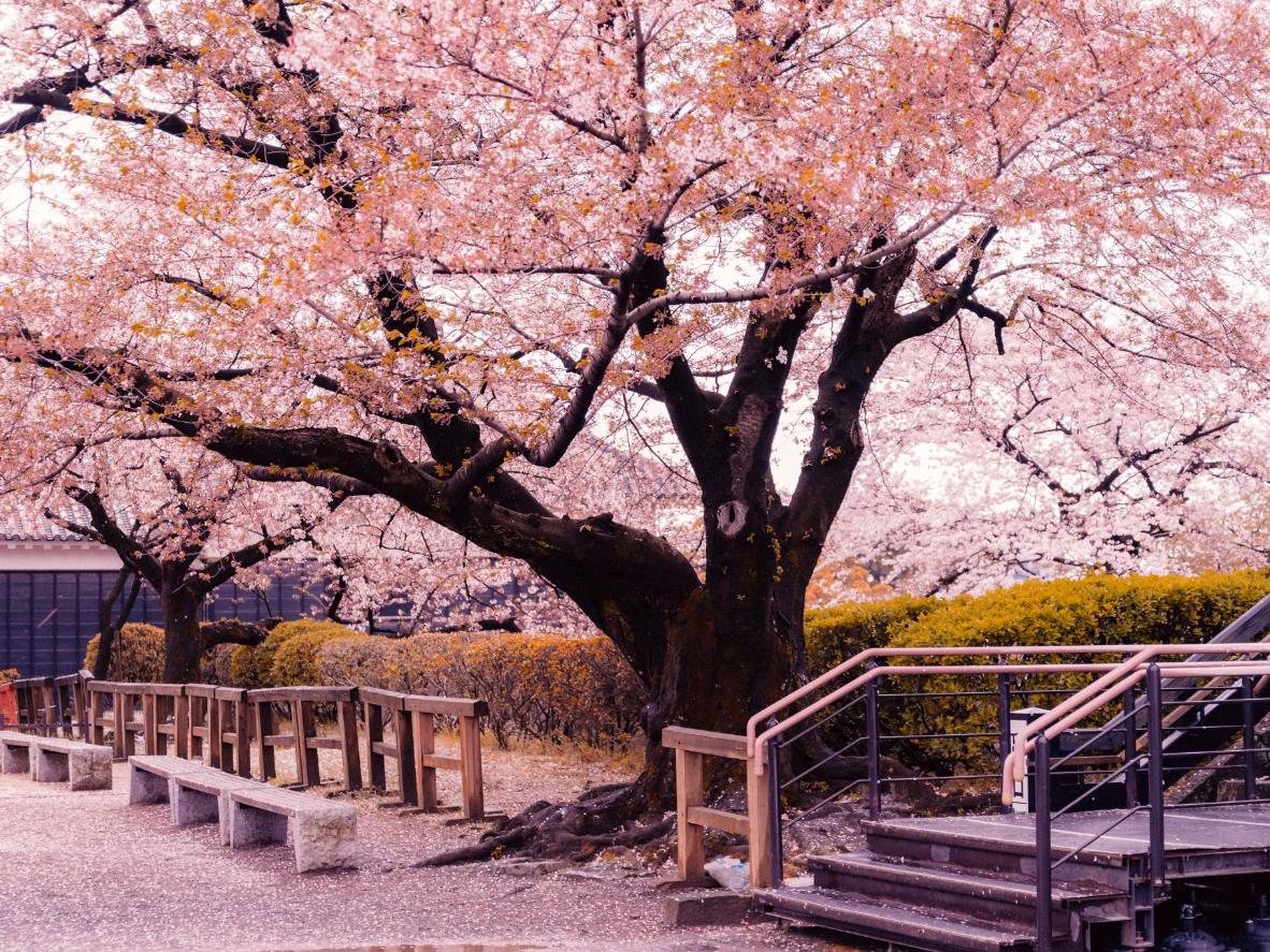 Cherry Blossom Tree