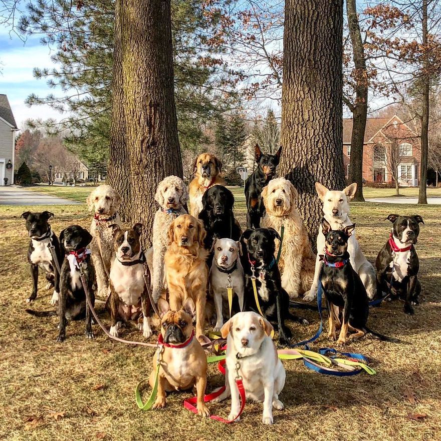 Pack of dogs of different breeds in front of two trees and houses in the far back