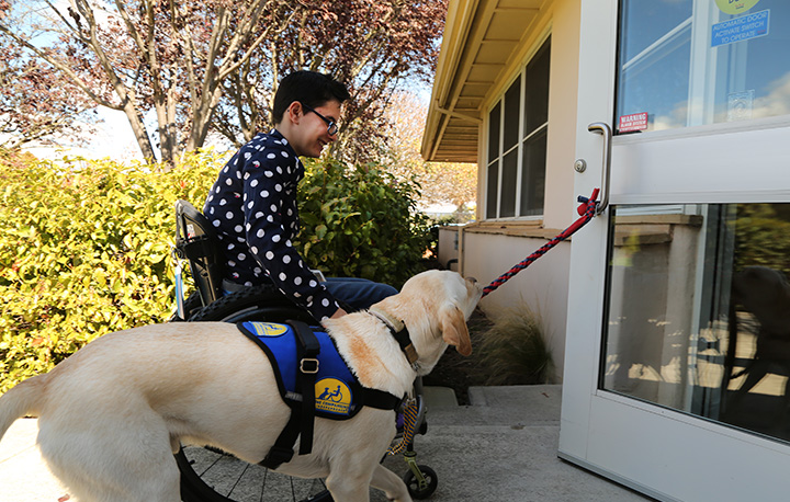 service dog pulling open a door