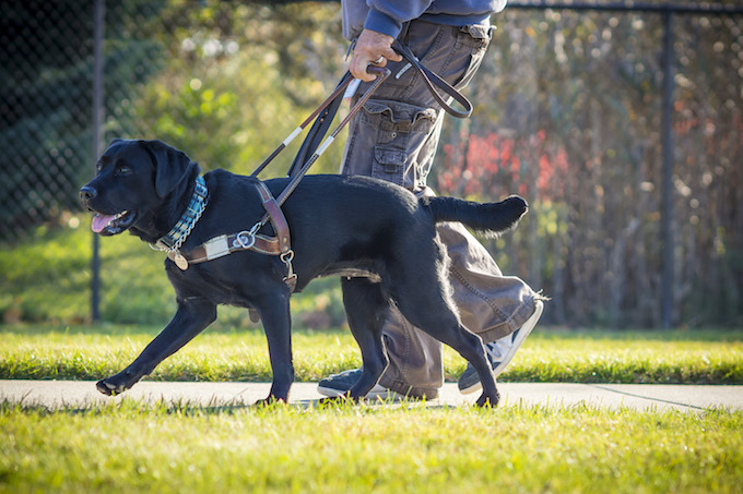 guide dog helping a blind man walk