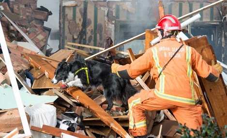 Human and dog rescue team search pile of builging derbis.