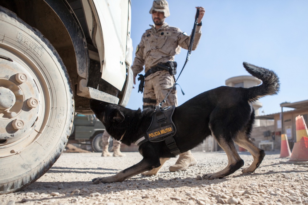 Military canine searches a truck wheel well for explosives