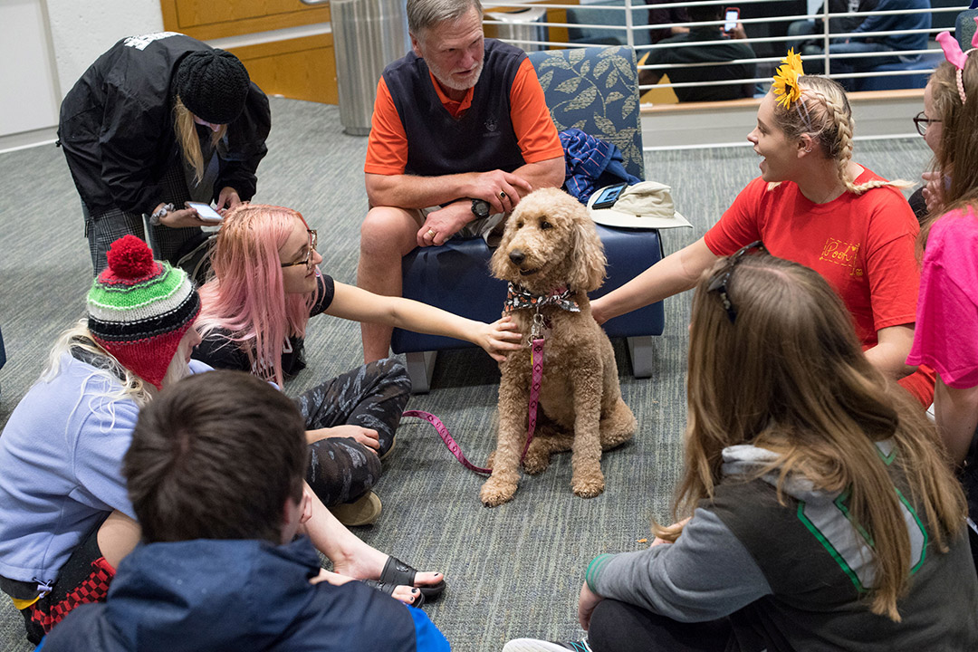 Therapy dog comforts group of college students.