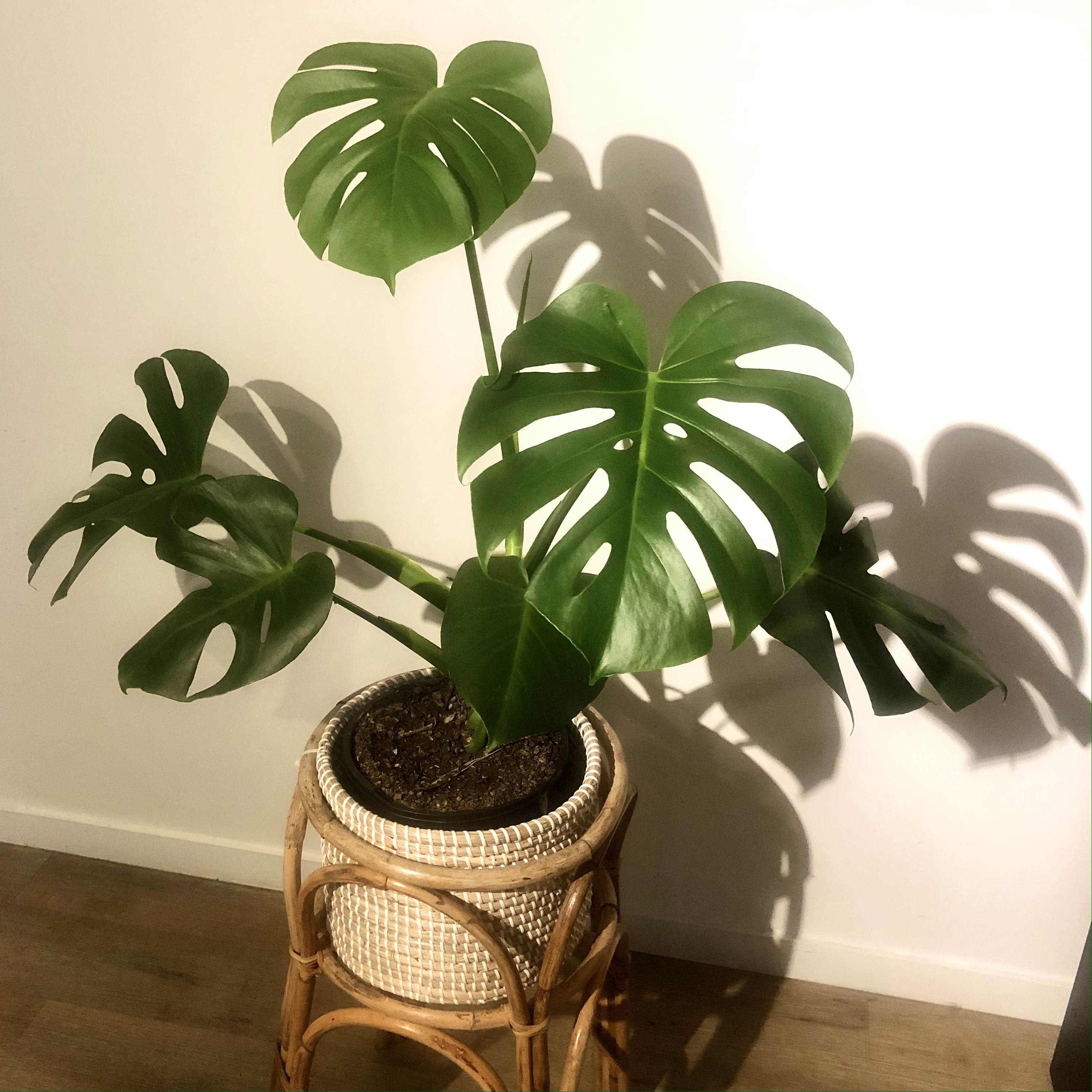 Monstera
