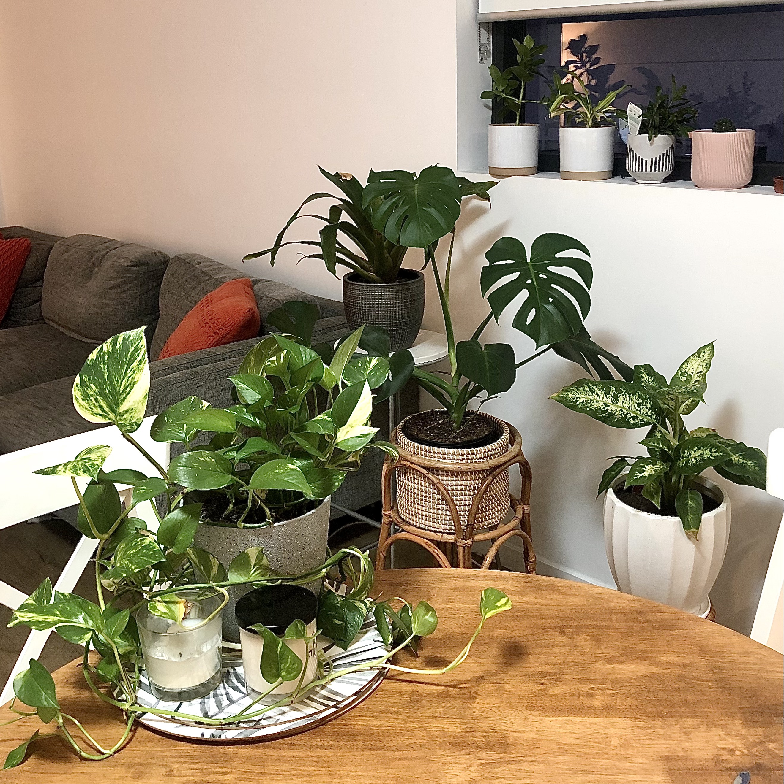 Houseplant collection