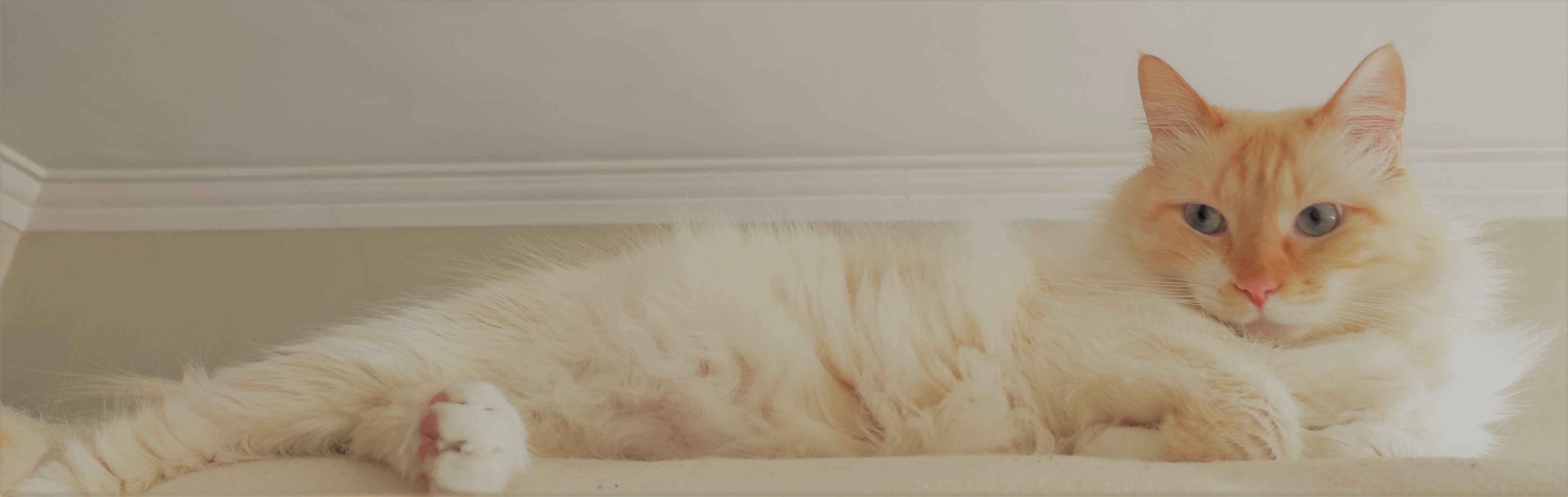 Thor, white cat, blue eyes, lying