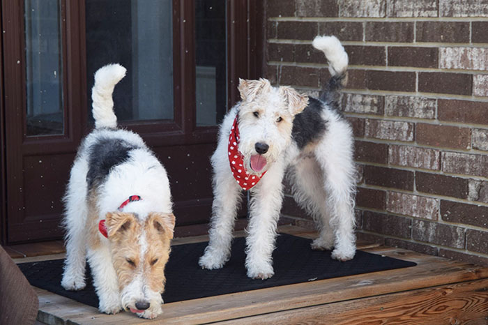 two male wirefox terriers
