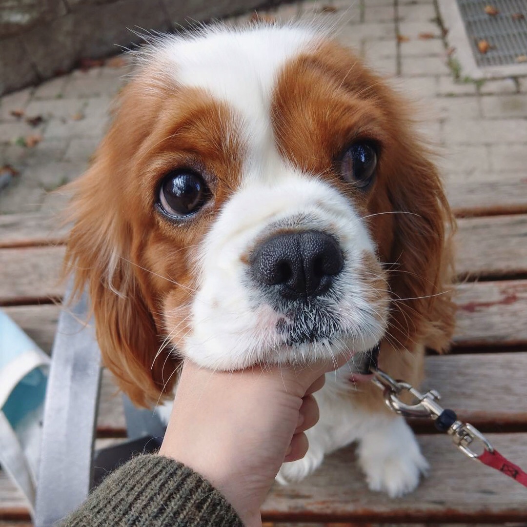 Cavaliar King Charles Dog