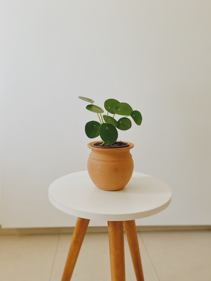 Plant Pilea