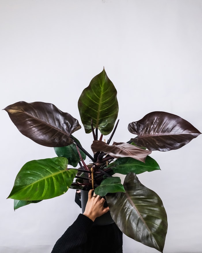 Plant Philodendron