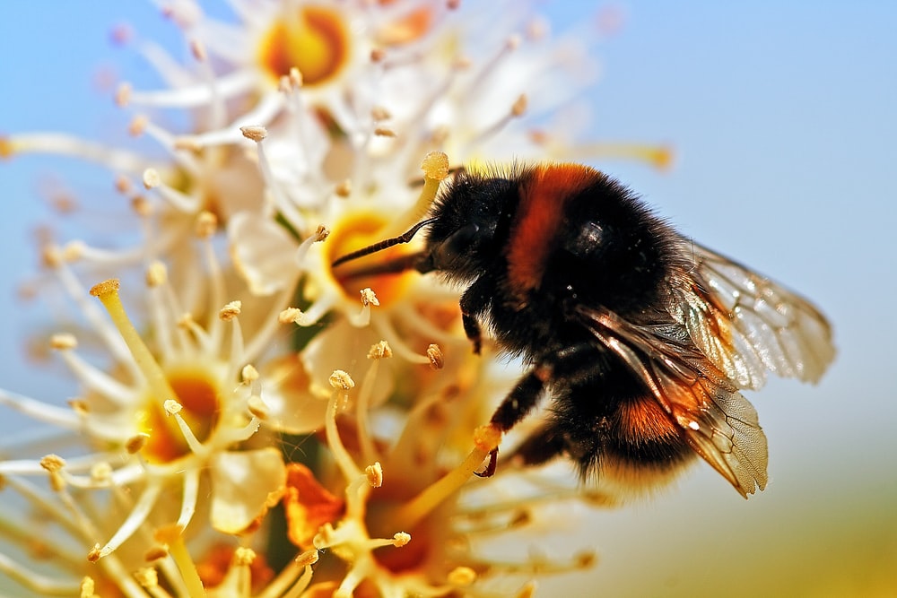 Bumble Bee on a flower