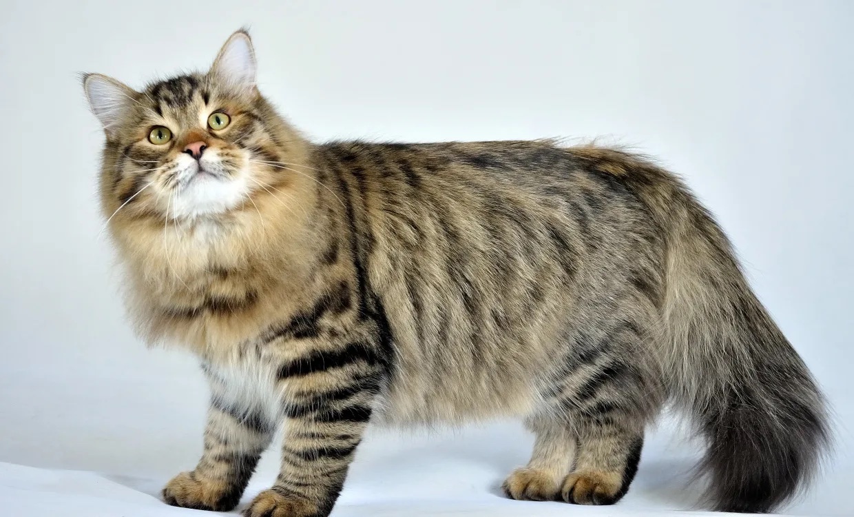 Siberian Forest Cat