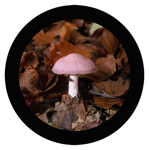 Pink Mushroom