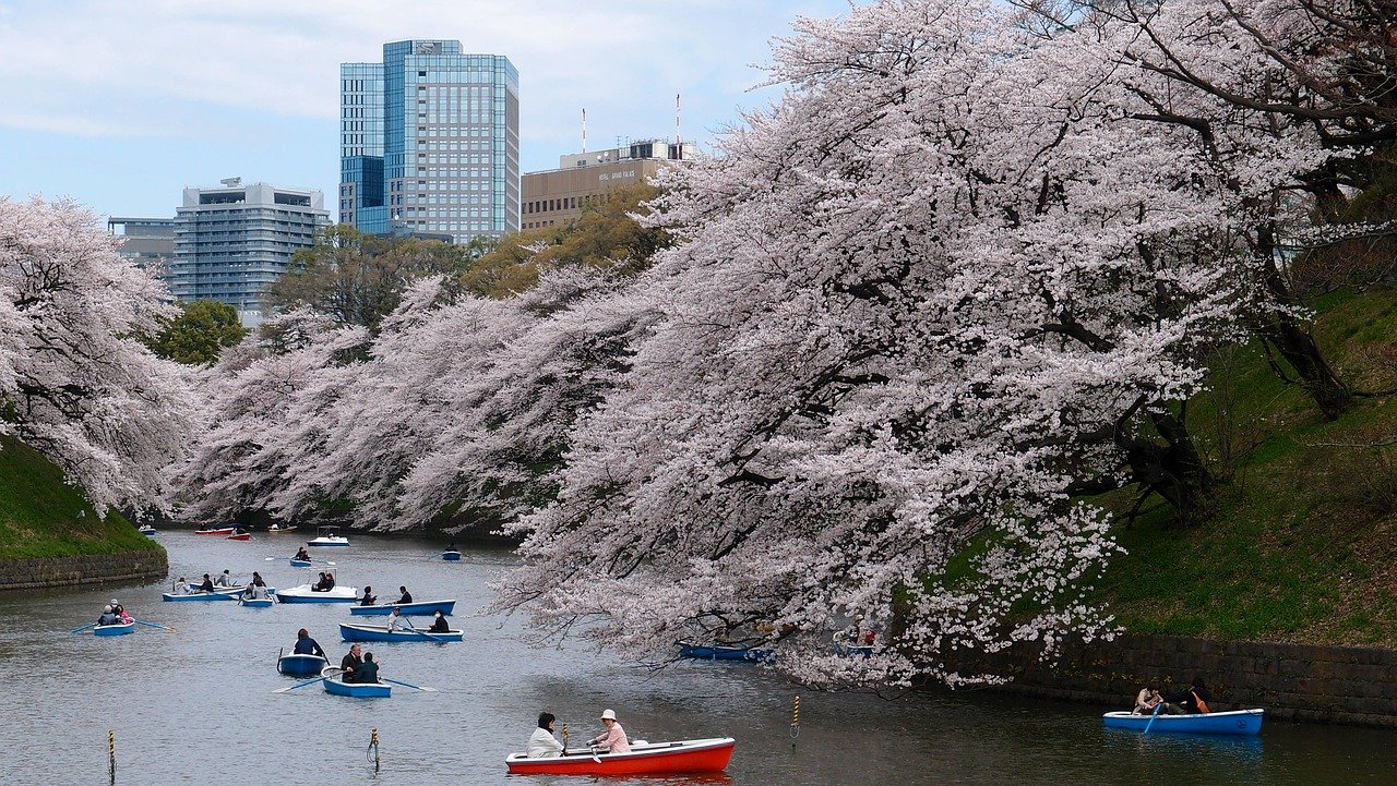 Cherry blossoms in Tokyo