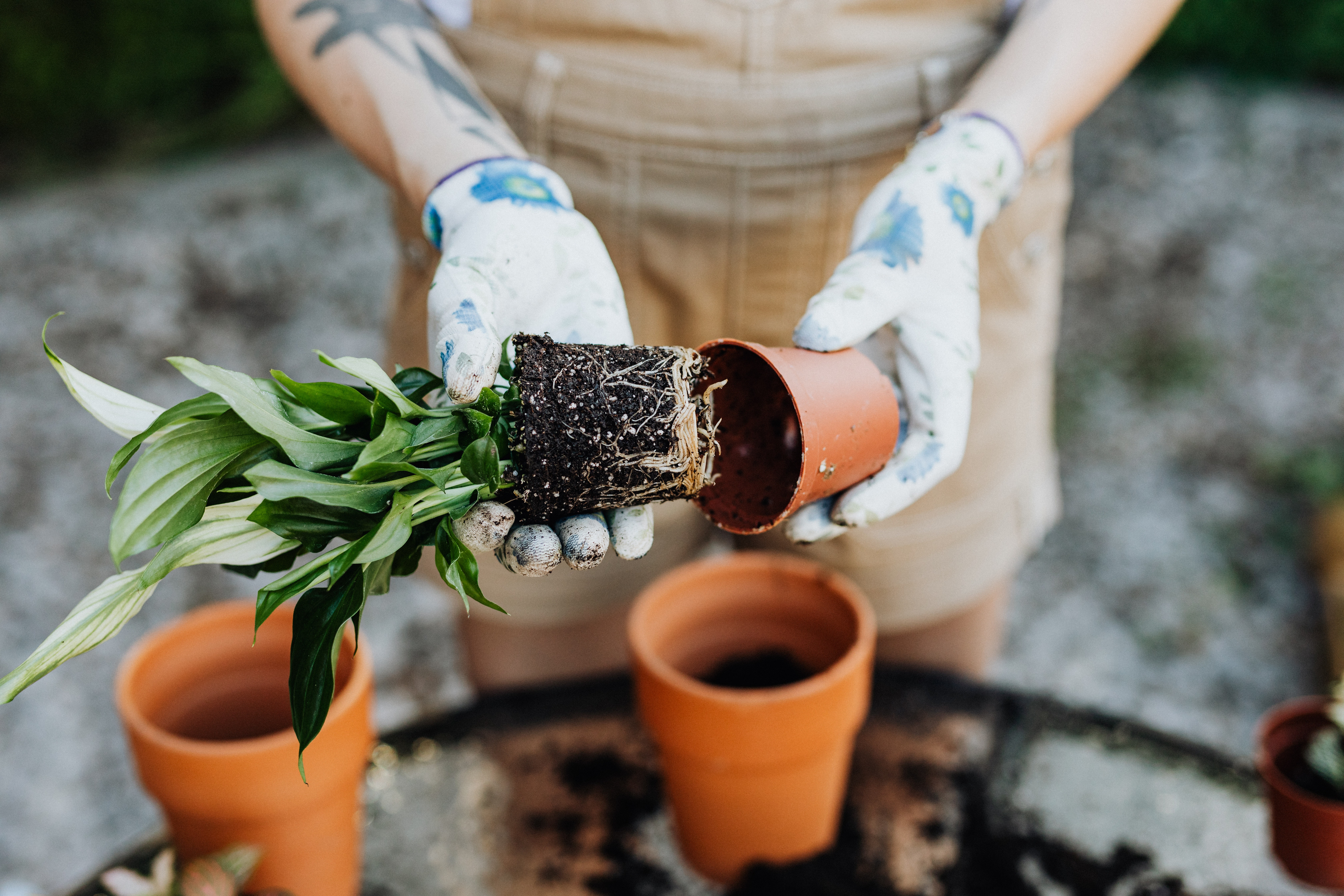 Potted Garden Plants