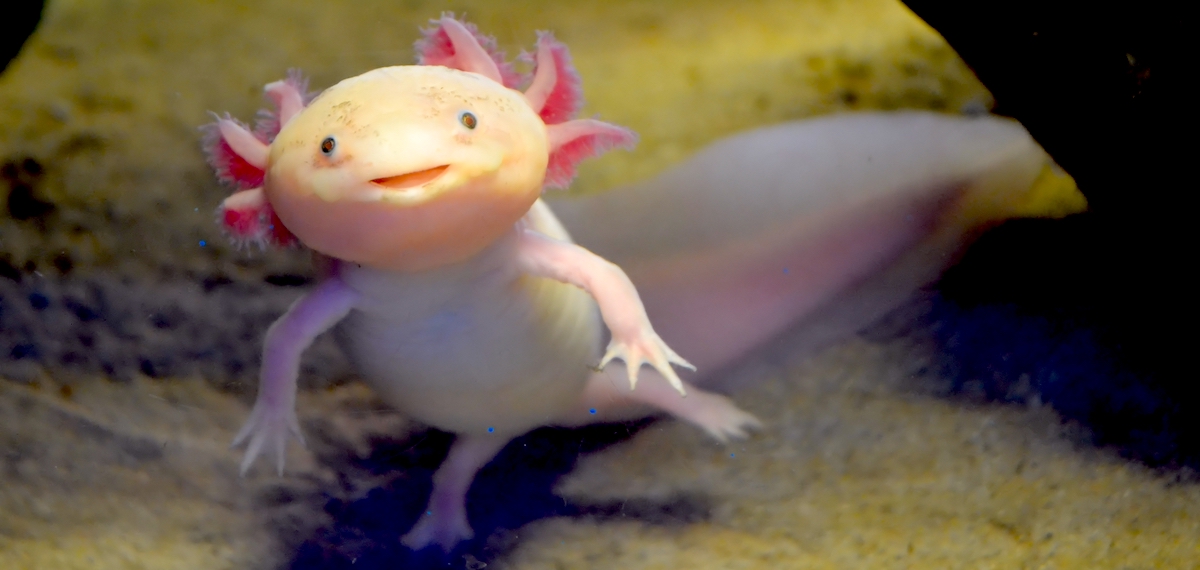 pale-axolotl