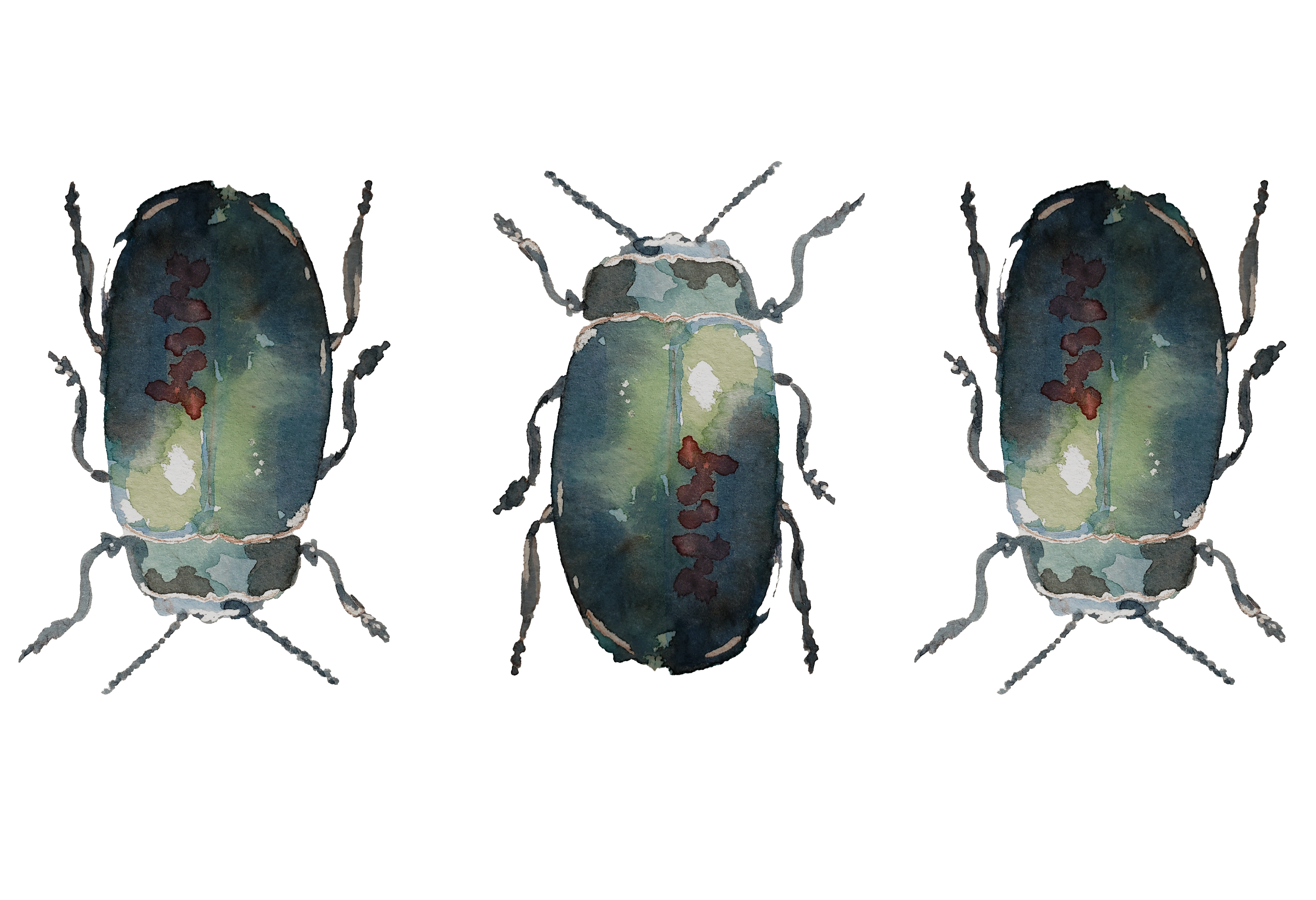 Watercolor Beetles