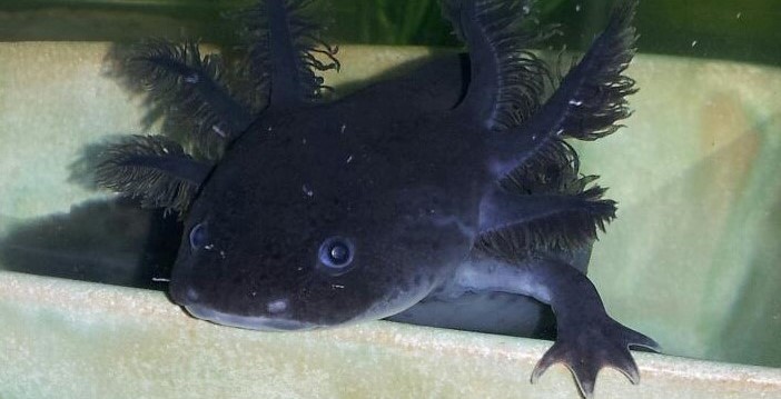 dark-axolotl