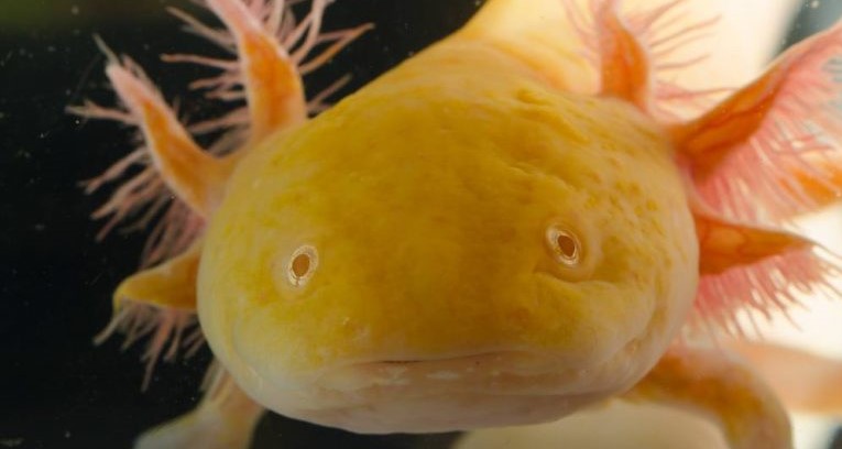 gold-axolotl