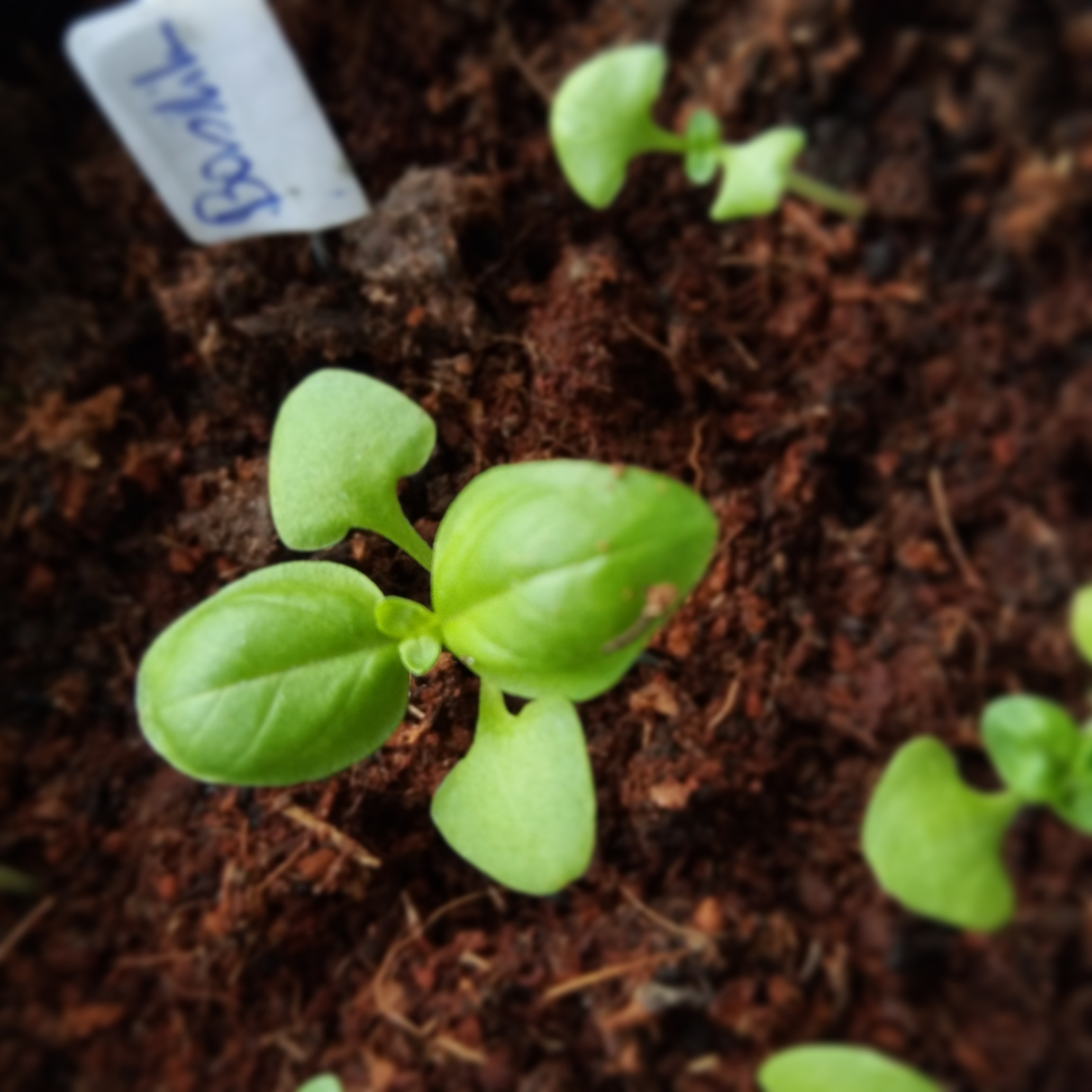 A small basil plant in soil