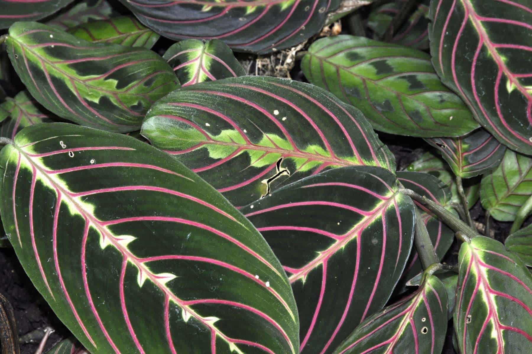 Prayer Plant