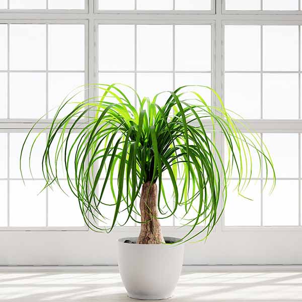 Ponytail Palm