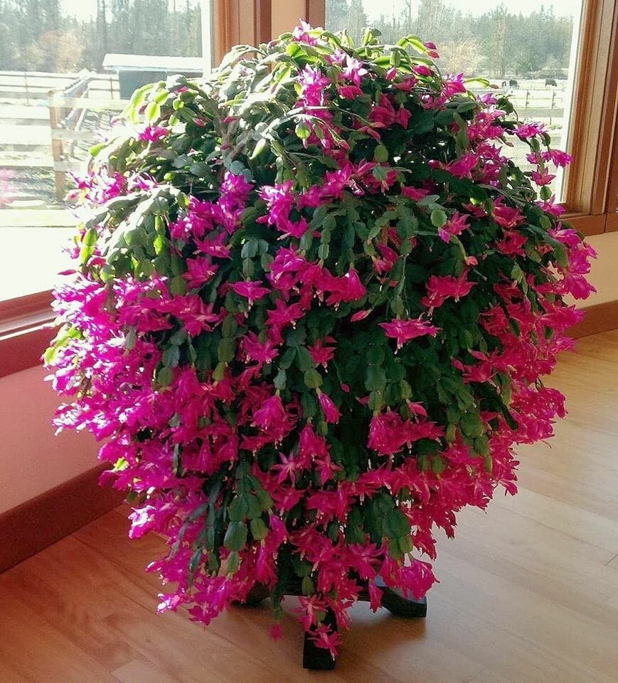 Christmas Cactus