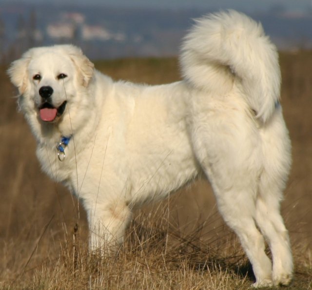 Tatra sheepdog