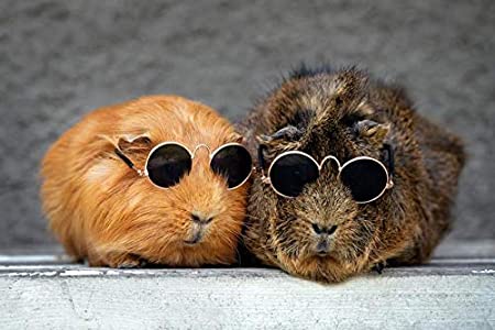 Sunglass pigs