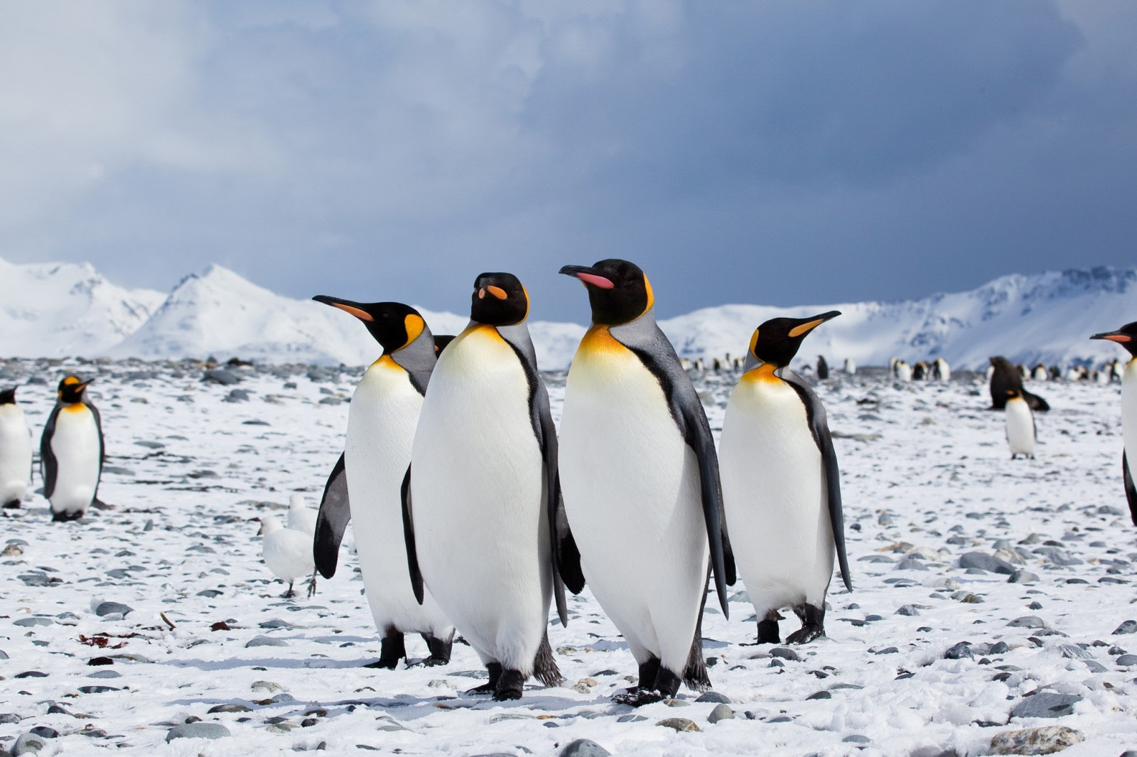 Penguins_Image
