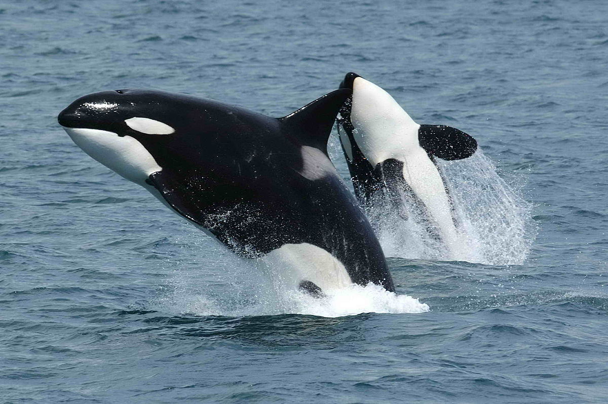 Orca_Whales
