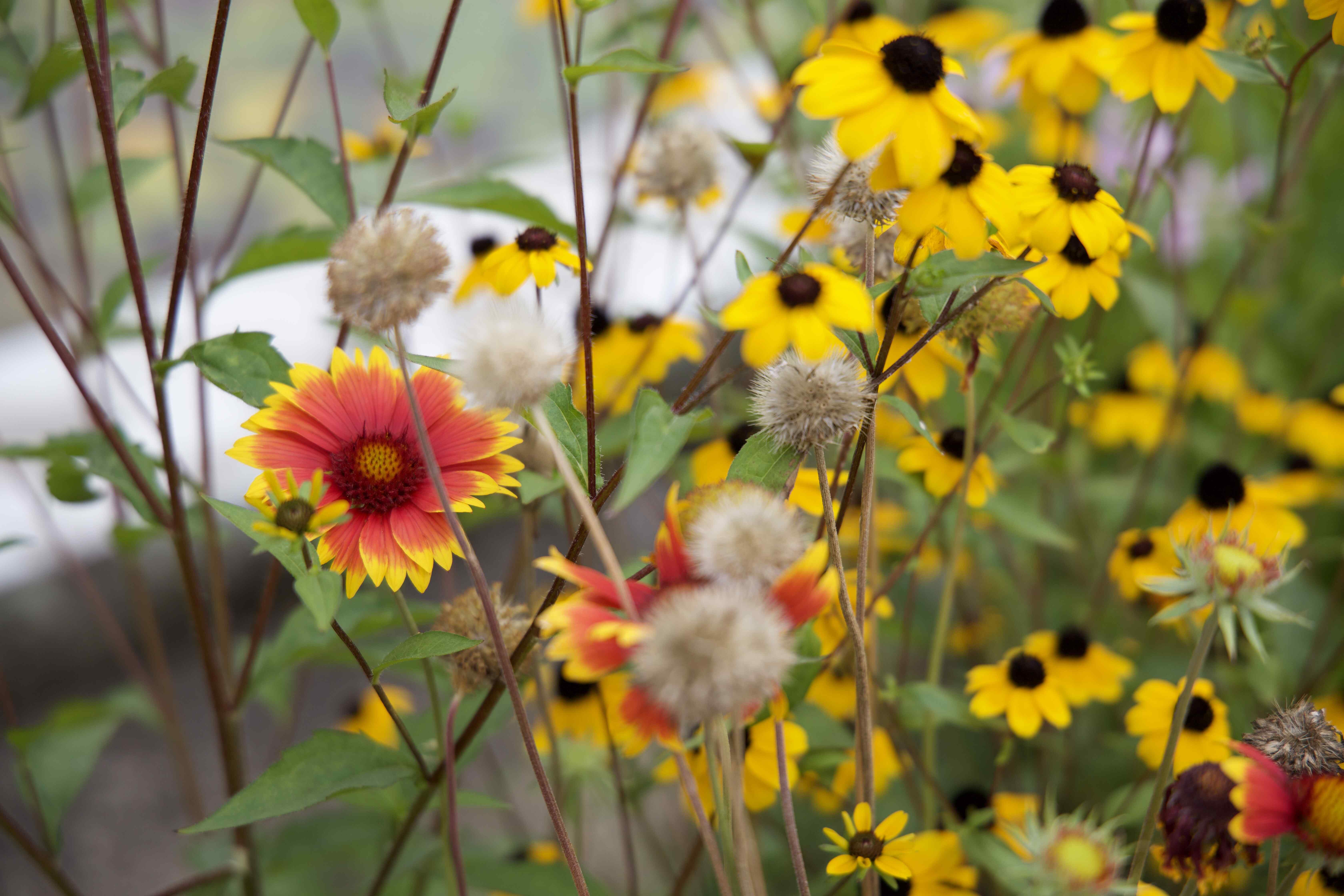 Flowers2_Copr._IzaHabjan_2021