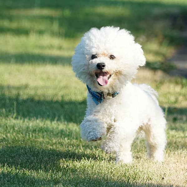 Bichon Frise