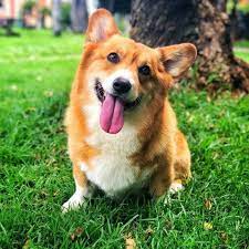 Pembroke Welsh Corgi