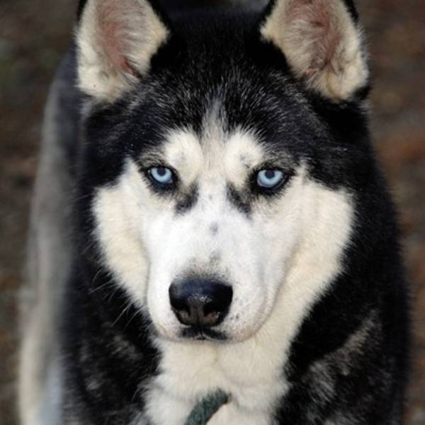 Siberian Husky