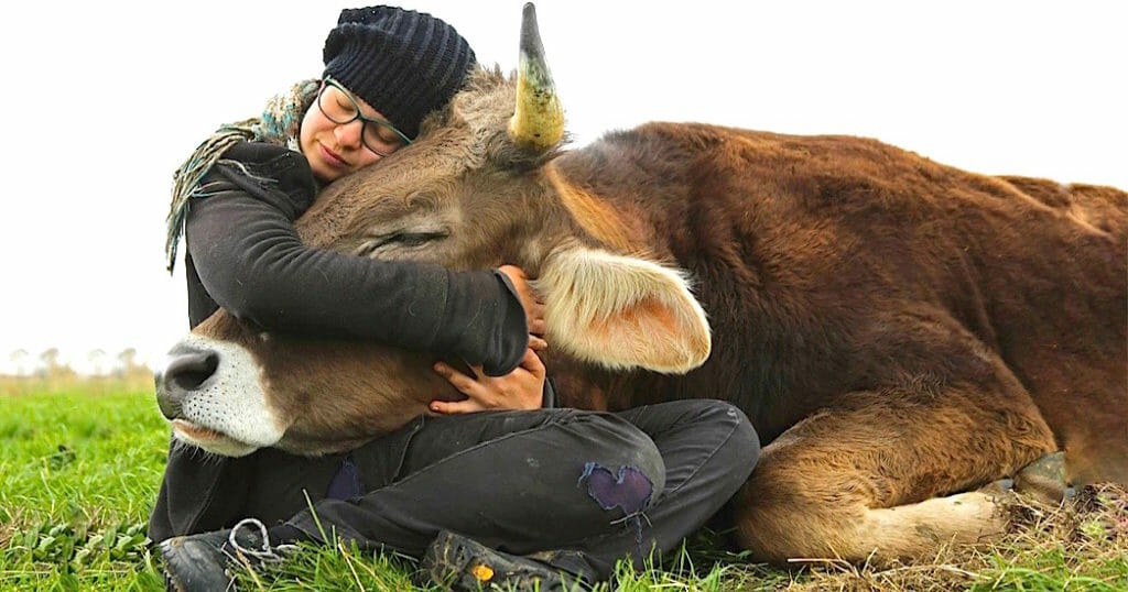 cow hugging