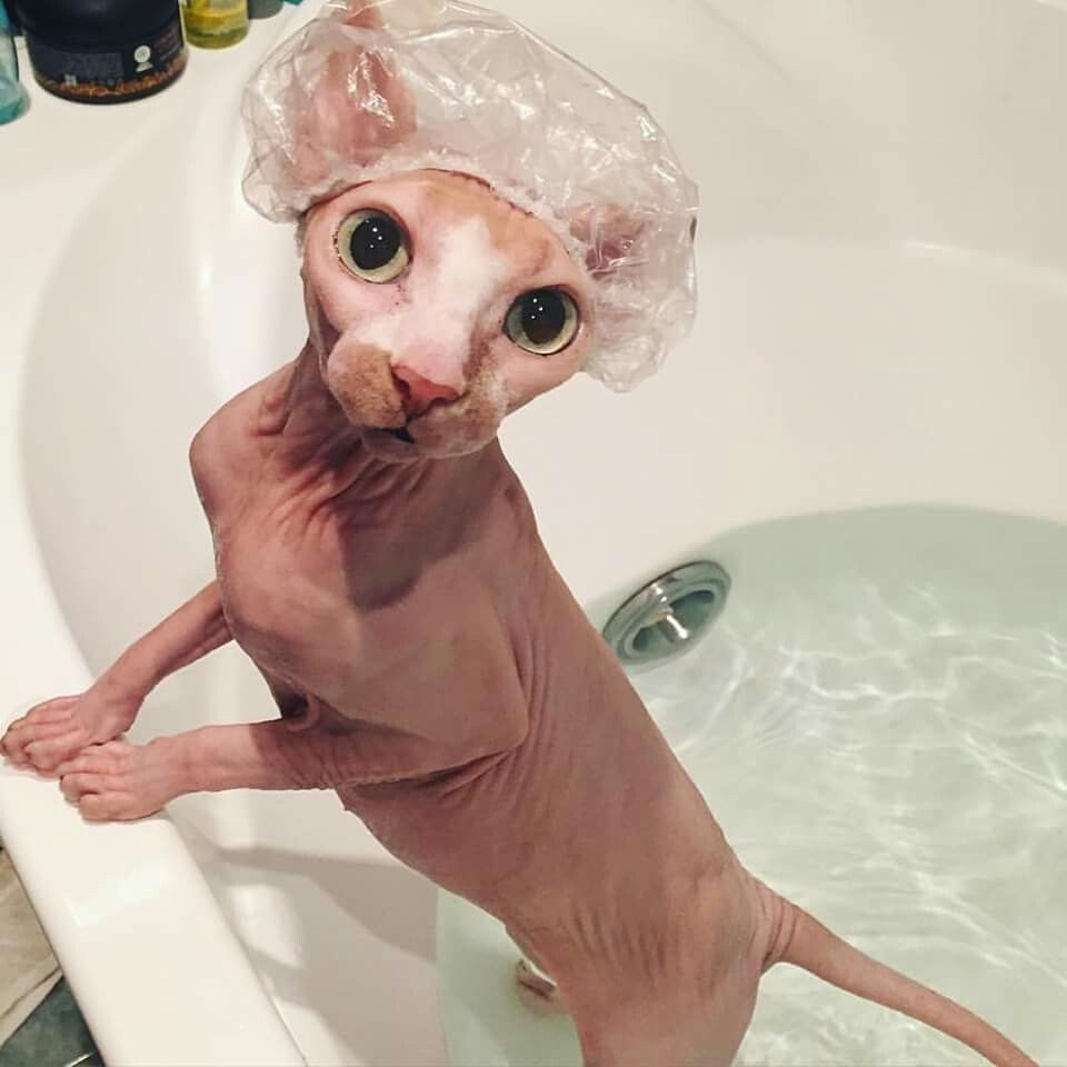 Sphynx with heterochromia