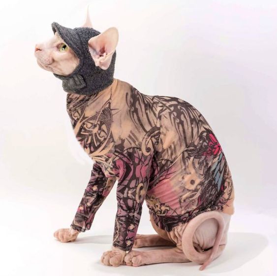 Tatooed, caped sphynx cat