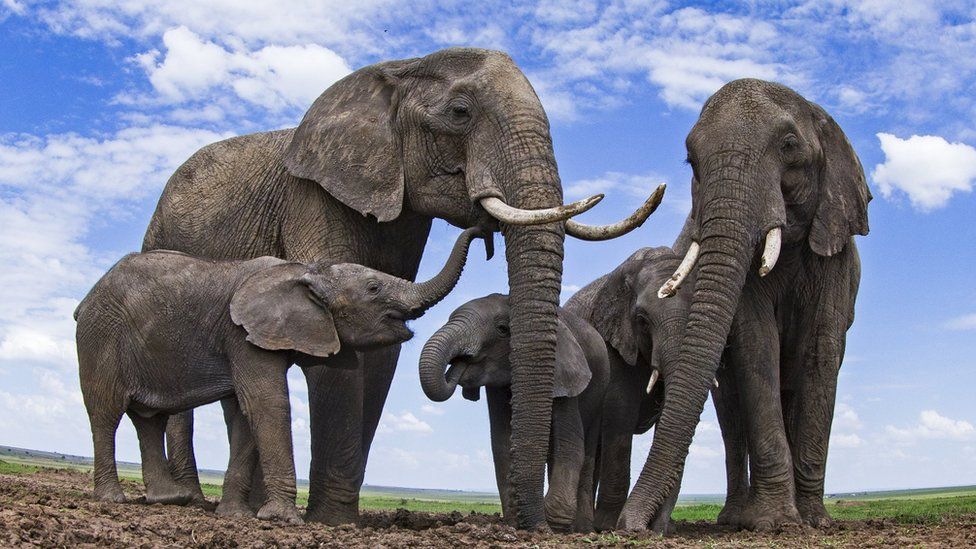 Herd of Elephants
