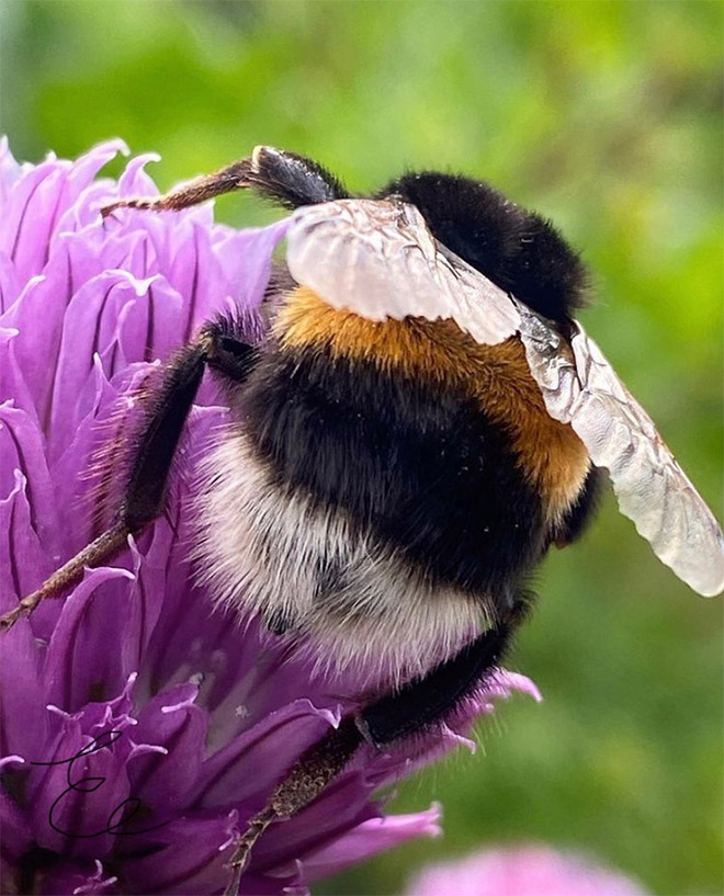 bumble-bee