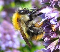 bumble-bee