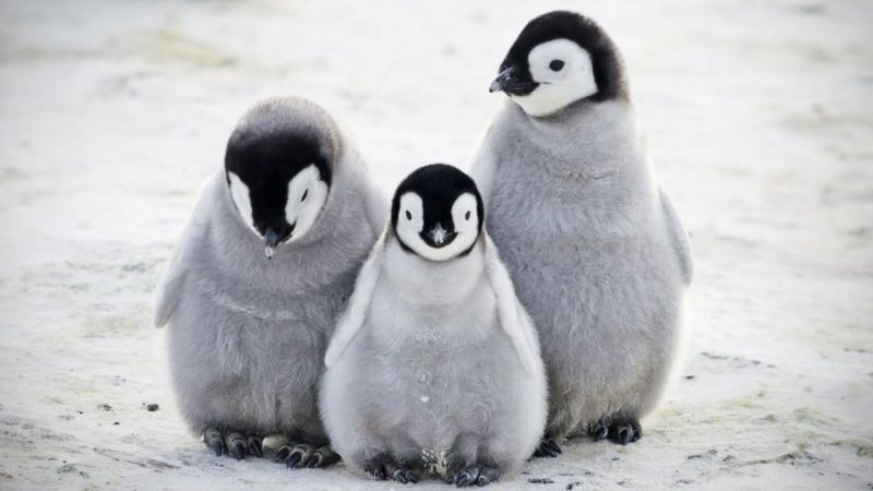 baby penguin