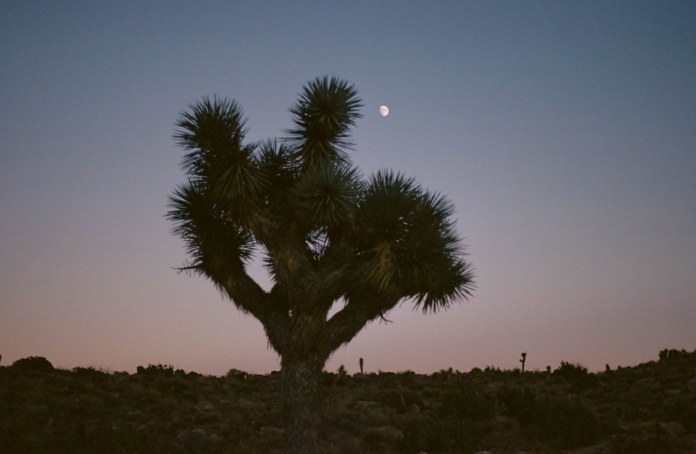 Joshua Tree at Twilight