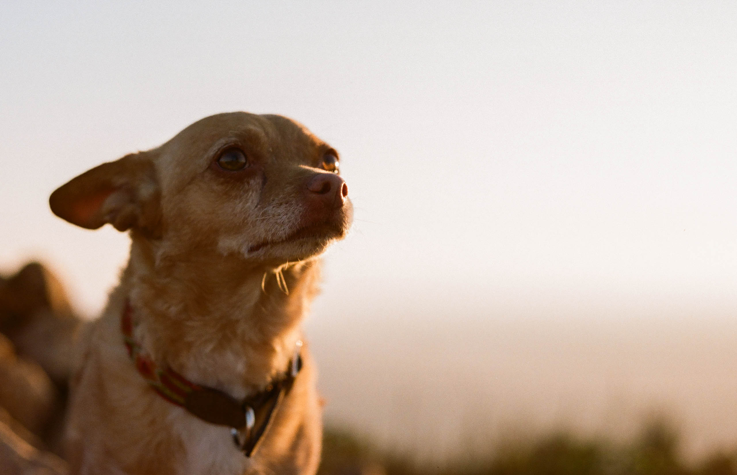 Film Photograph of Dog