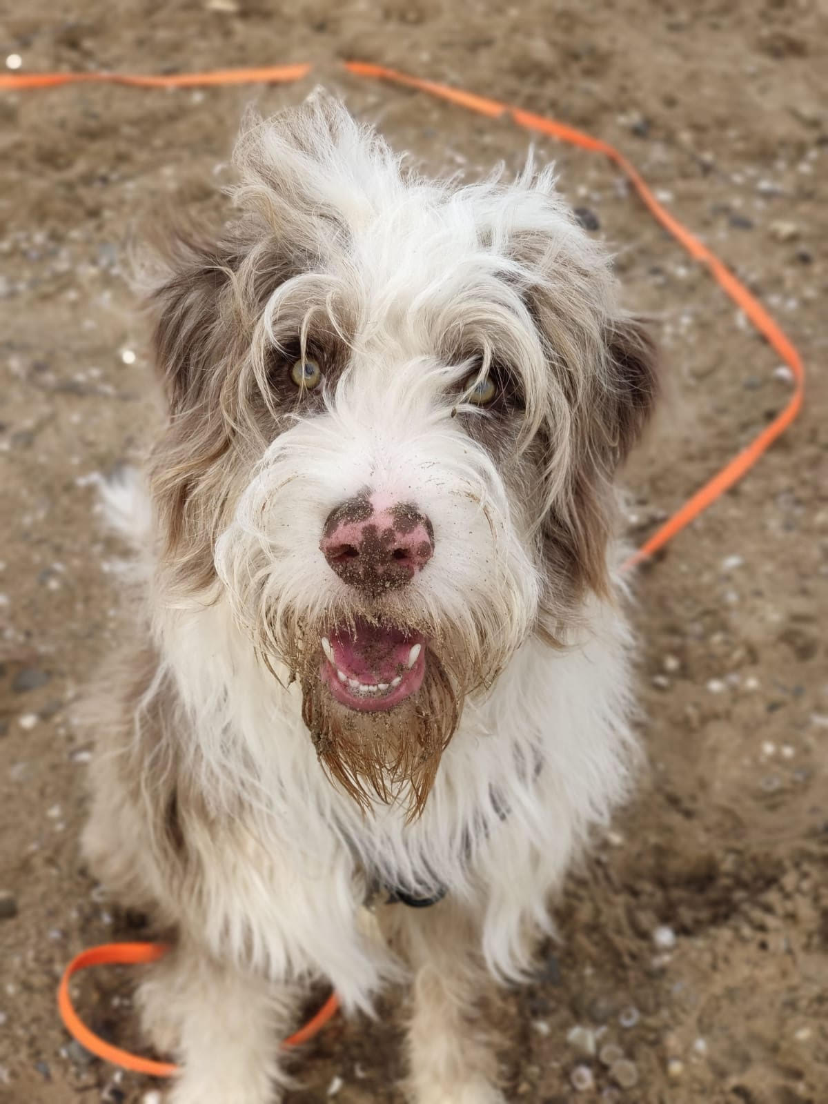 Hugo the Aussielabradoodle
