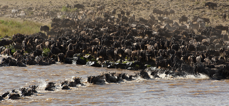 Wildbeest Migration