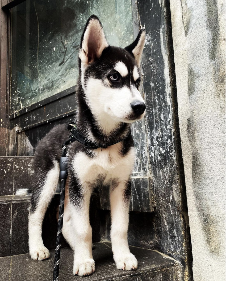 Sthusky as a puppy