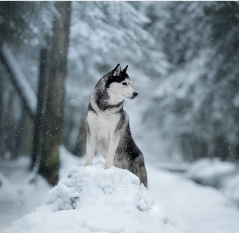 siberian husky